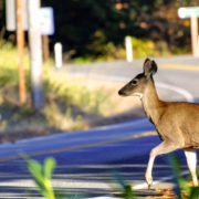 Beware of Deer on Mississippi Roadways: How to Stay Safe as the Days Are Getting Shorter