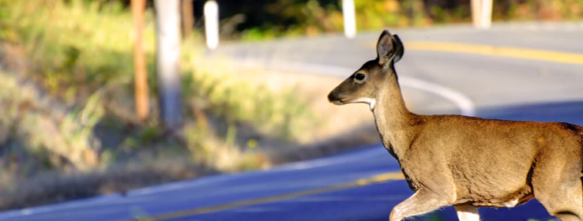 Beware of Deer on Mississippi Roadways: How to Stay Safe as the Days Are Getting Shorter